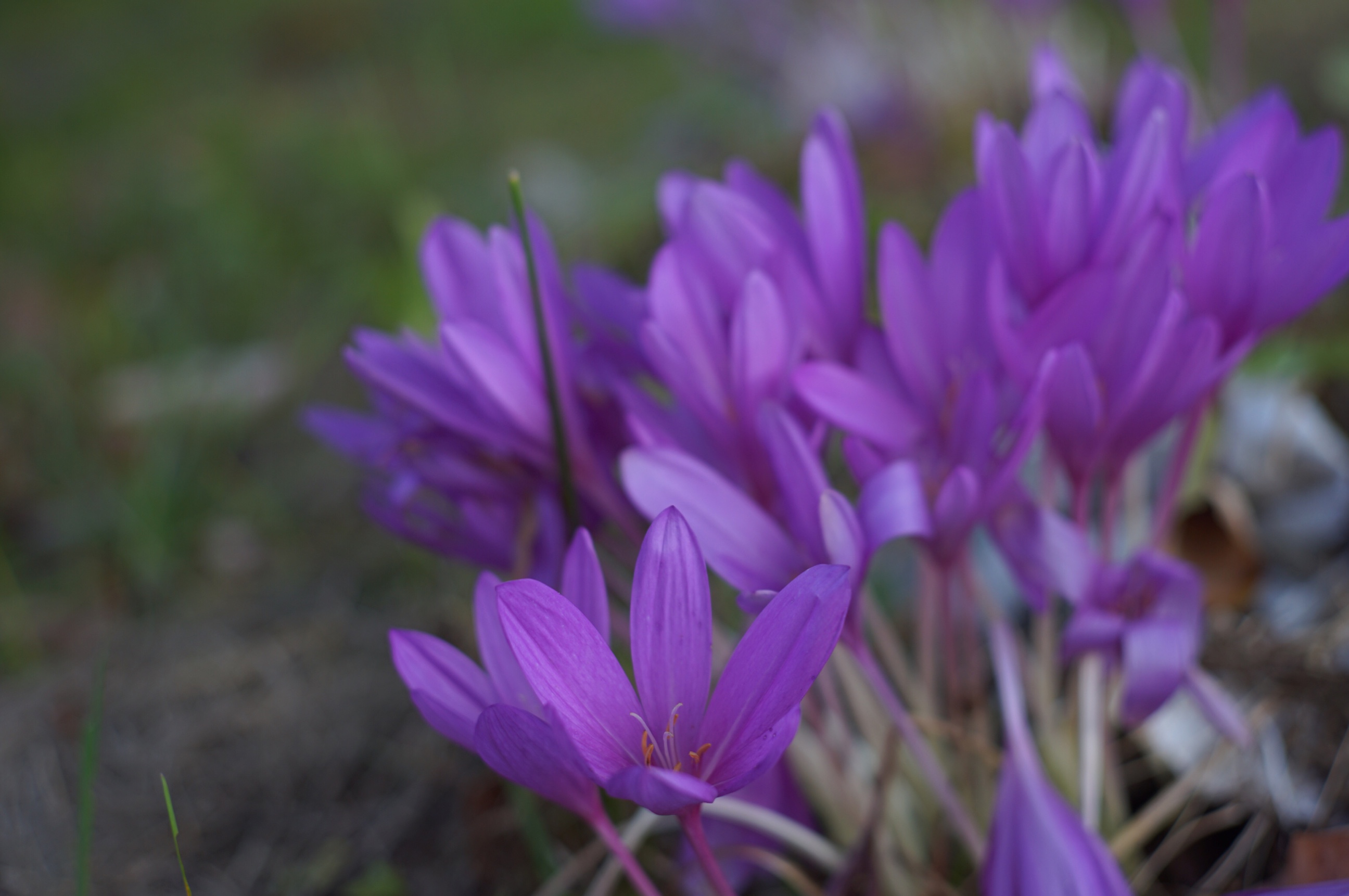 2016年10月中旬　滝の上公園　野草　紫色の花